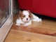 Donnez belle chiot cavalier king charles femelle