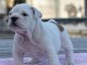 Donnes chiot bulldog anglais femelle et mâle vaccinée