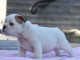 Donnes chiot bulldog anglais femelle et mâle vaccinée