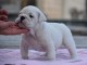 Donnes chiot bulldog anglais femelle et mâle vaccinée