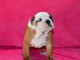 Donnes chiot bulldog anglais femelle et mâle vaccinée