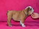 Donnes chiot bulldog anglais femelle et mâle vaccinée