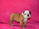 Donnes chiot bulldog anglais femelle et mâle vaccinée