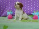 Donne chiot cavalier king charles spaniel blenheim