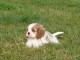 Donne chiot cavalier king charles spaniel blenheim