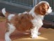 Donne chiot cavalier king charles spaniel blenheim