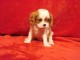 Donne chiot cavalier king charles spaniel blenheim