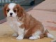 Donne chiot cavalier king charles spaniel blenheim