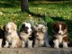 Chiots Berger Australien