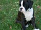 Donne chiot type Boxer