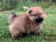 A adopter chiots spitz nain allemand femelle
