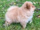 Propose belle petite chiot Spitz Allemand femelle nain de excelle