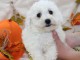 Splendide chiot de type bichon frisé a donner