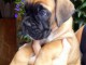 Je donnes chiot boxer femelle