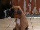 Je donnes chiot boxer femelle