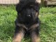 Magnifique et adorable chiot berger allemand