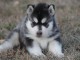 Magnifique et adorable chiot husky siberien