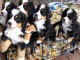 Super Chiots bouvier bernois en adoption pour de bonne famille