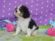 Donne chiots cavalier king charles pure race