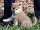 Chiots shiba inu lof de couleur fauve