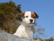 Chiots jack russel femelle et mâle pour adoption