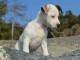 Magnifiques chiots jack russel non lof