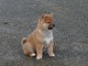 Chiots Shiba inu une portée de 5 chiots, 3 petites femelles et 1 