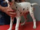 A Donner Superbe Chiots Dalmatien  âge de 3 mois