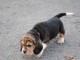 chiot Beagle LOF a donner