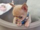 Adorable Chiot type chihuahua