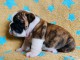 chiot bulldog anglais lof a donner