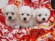 magnifiques chiots Bichon havanais de trois mois