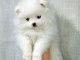 chiot spitz-spitz-nain-pomeranie trois mois