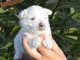  chiot westie trois mois