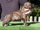 Chiot american staffordshire terrier lof a donner