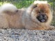 Charmantes chiots chow chow très bonne pour la vie