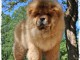 Charmantes chiots chow chow très bonne pour la vie