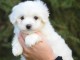 Chiots bichon maltais femelle pour adoption