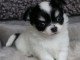 Chiots chihuahua femelle petit gabarit 