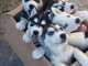 disponible de suite Husky de Sibérie