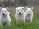 chiot berger blanc suisse trois mois