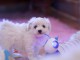 Je donne magnifiques chiot femelle bichon frisé