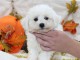 Excellent chiot femelle bichon frisé 3 mois a donner