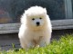 Chiots samoyede pedigré a donner