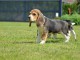 chiot Beagle LOF a donner