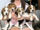 ADORABLES CHIOTS BEAGLES