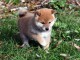 Chiot shiba inu femelle et mâle disponible de suite