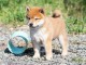 Chiots shiba inu femelle et mâle