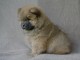 chiot chow chow trois mois