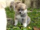 Magnifique et adorable chiot Akita inu 